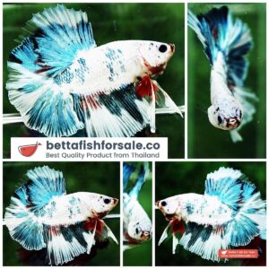 Betta fish OHM Grey Mosaic Marble Sky Hawk