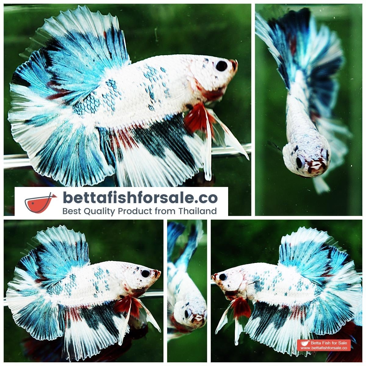 Betta fish OHM Grey Mosaic Marble Sky Hawk