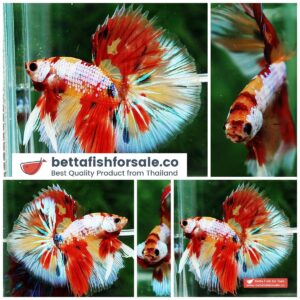 Betta fish OHM Multicolor Candy Yellow base Sky Hawk