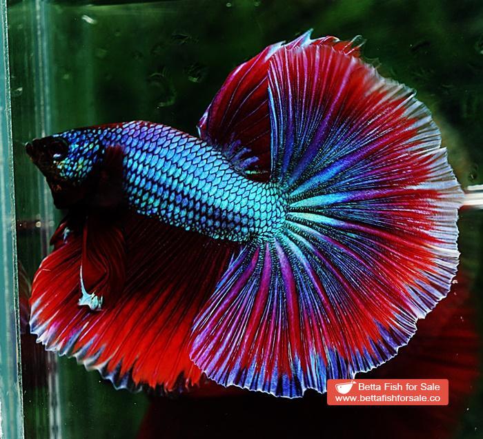 Betta fish OHM Purple Salamander Metallic - Image 3