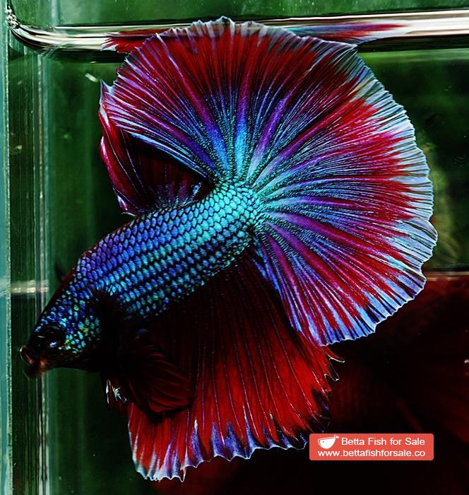 Betta fish OHM Purple Salamander Metallic - Image 5