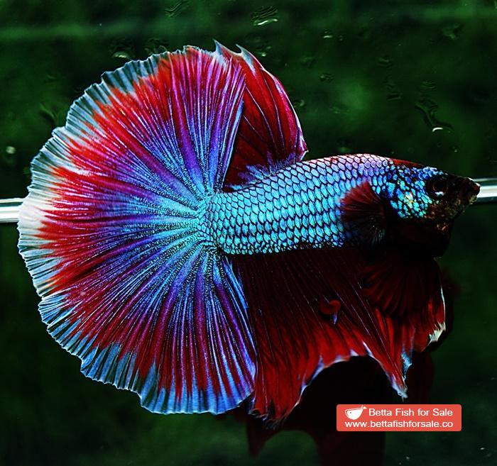 Betta fish OHM Purple Salamander Metallic - Image 2