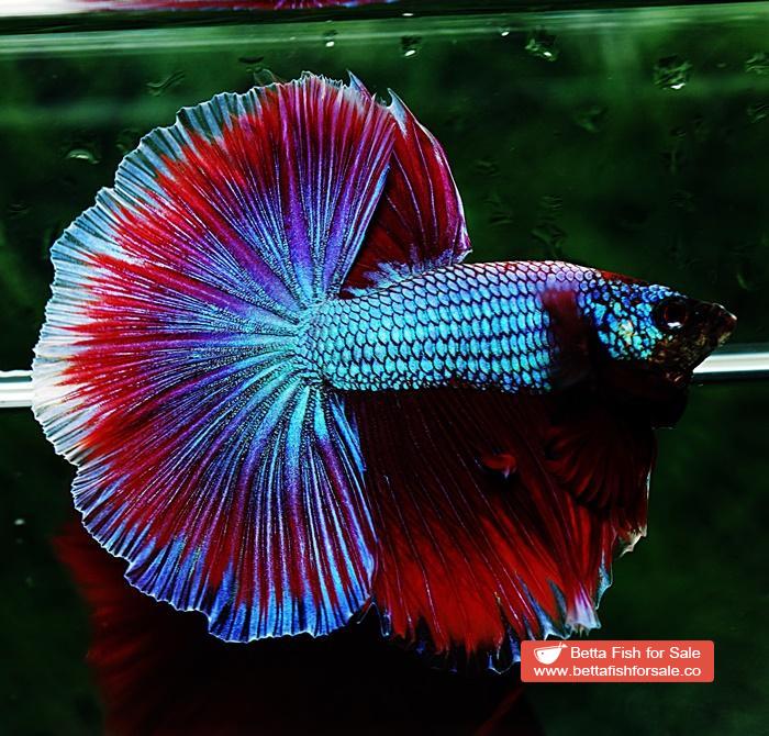 Betta fish OHM Purple Salamander Metallic - Image 6