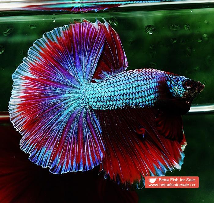 Betta fish OHM Purple Salamander Metallic - Image 4
