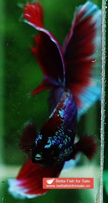 Betta fish OHM Purple Salamander Metallic - Image 7