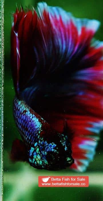 Betta fish OHM Purple Salamander Metallic - Image 8