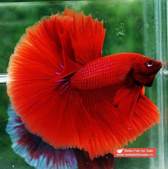 Betta fish OHM Super Big Red Hawk - Image 4
