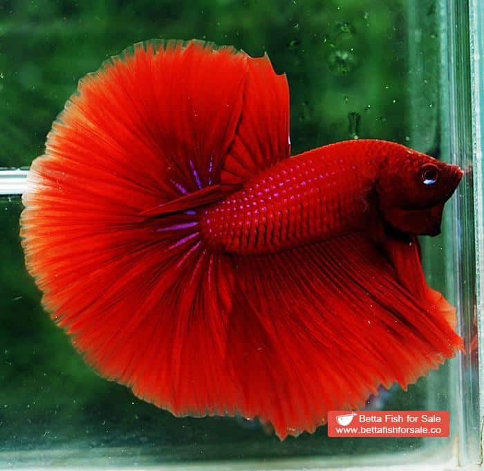 Betta fish OHM Super Big Red Hawk - Image 6