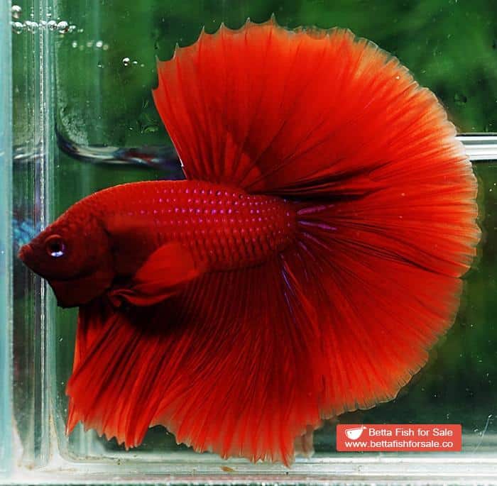 Betta fish OHM Super Big Red Hawk - Image 5