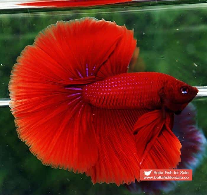 Betta fish OHM Super Big Red Hawk - Image 2