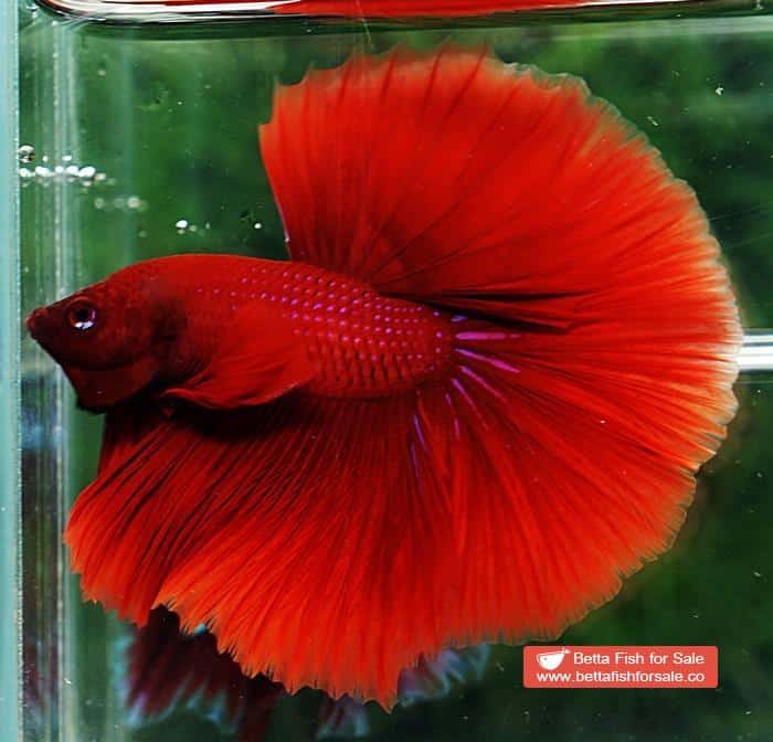Betta fish OHM Super Big Red Hawk - Image 3