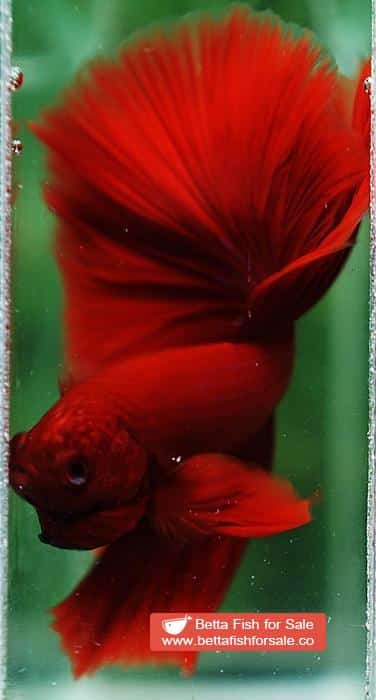 Betta fish OHM Super Big Red Hawk - Image 8