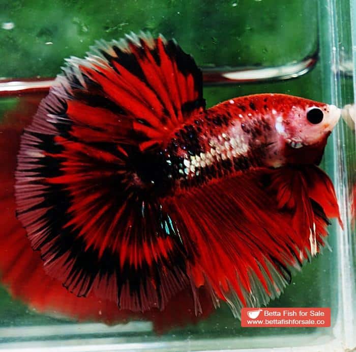 Betta fish OHM Black Ring Vampire - Image 2