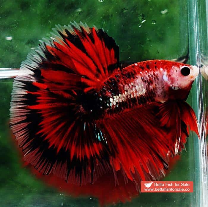 Betta fish OHM Black Ring Vampire - Image 4