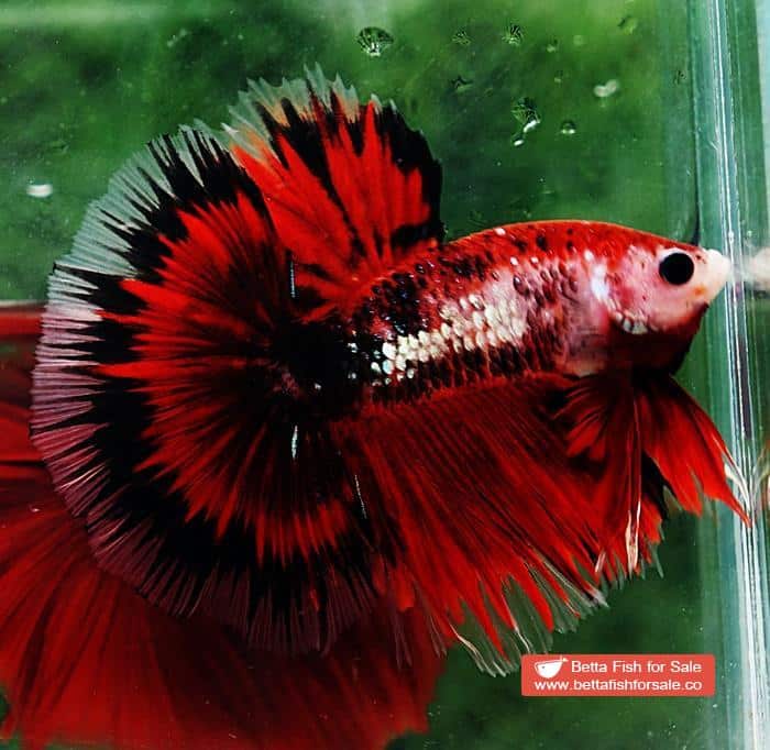 Betta fish OHM Black Ring Vampire - Image 6