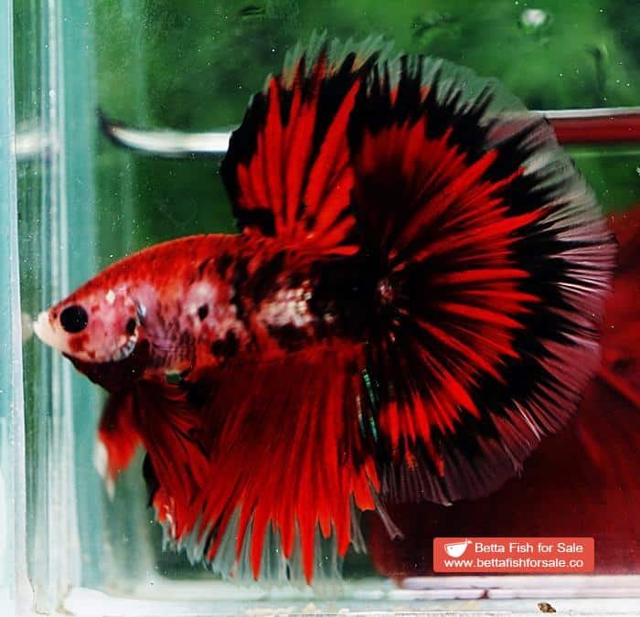 Betta fish OHM Black Ring Vampire - Image 5