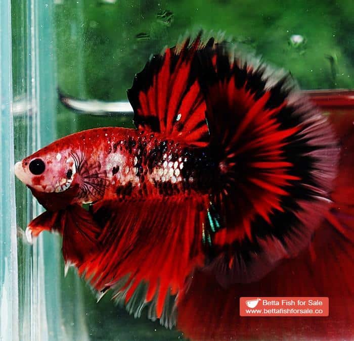Betta fish OHM Black Ring Vampire - Image 3