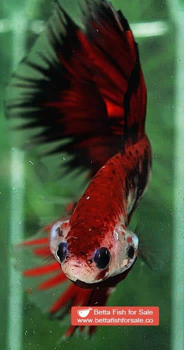 Betta fish OHM Black Ring Vampire - Image 7