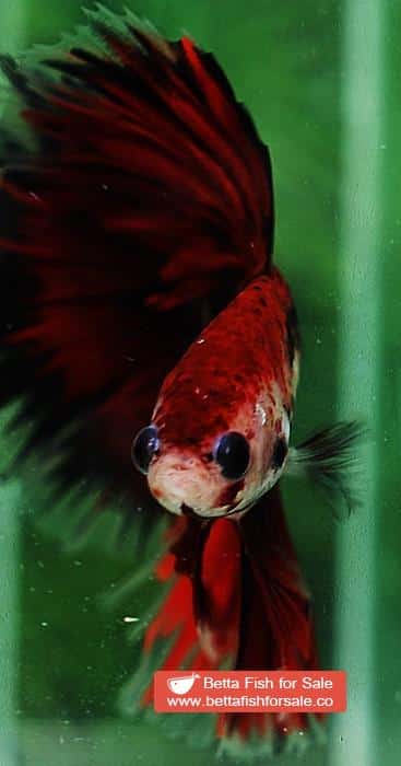 Betta fish OHM Black Ring Vampire - Image 8