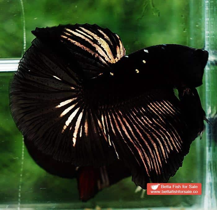 Betta fish OHM Shadow Black Gold Star Series (Rare) - Image 4