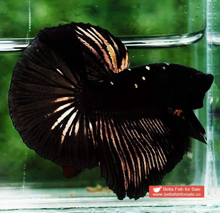 Betta fish OHM Shadow Black Gold Star Series (Rare) - Image 6