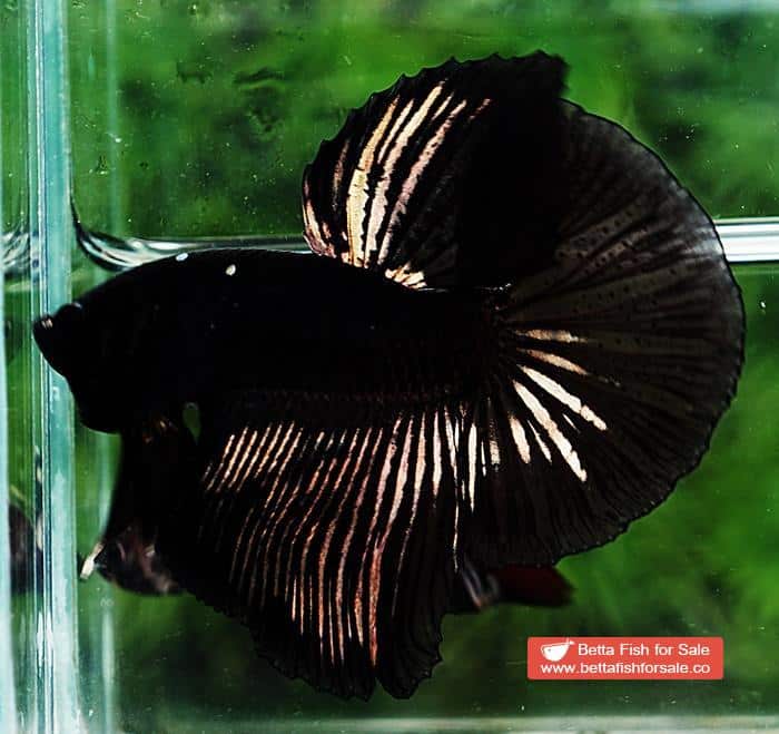 Betta fish OHM Shadow Black Gold Star Series (Rare) - Image 5