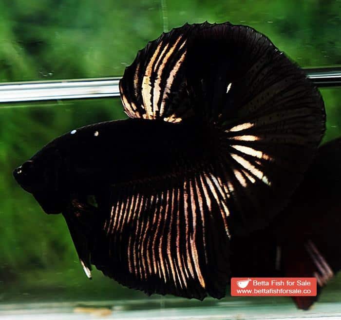 Betta fish OHM Shadow Black Gold Star Series (Rare) - Image 7