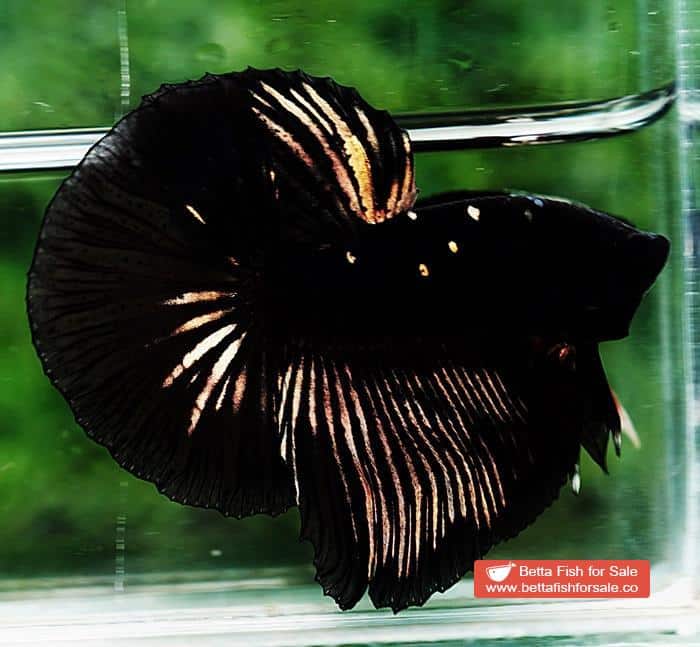Betta fish OHM Shadow Black Gold Star Series (Rare) - Image 2