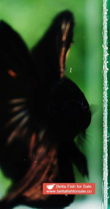 Betta fish OHM Shadow Black Gold Star Series (Rare) - Image 8