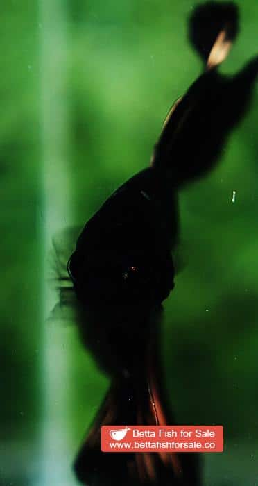 Betta fish OHM Shadow Black Gold Star Series (Rare) - Image 9