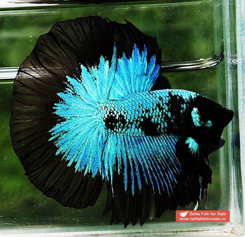 Betta fish HM King Blue Black Star Avatar Black Ring (Rare) - Image 5