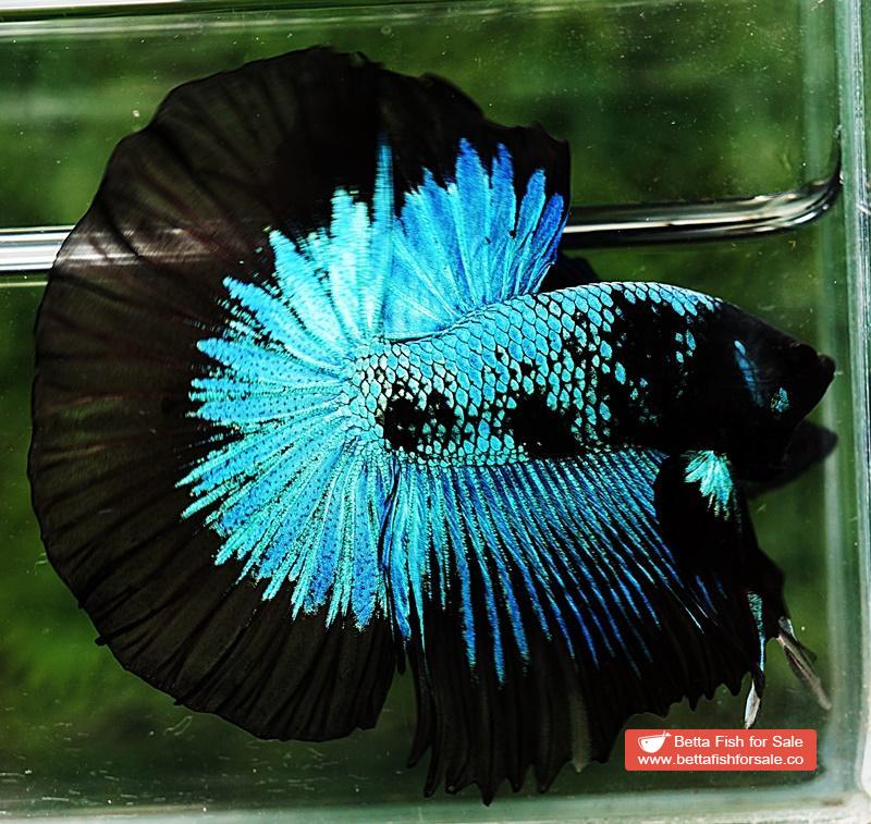Betta fish HM King Blue Black Star Avatar Black Ring (Rare) - Image 6