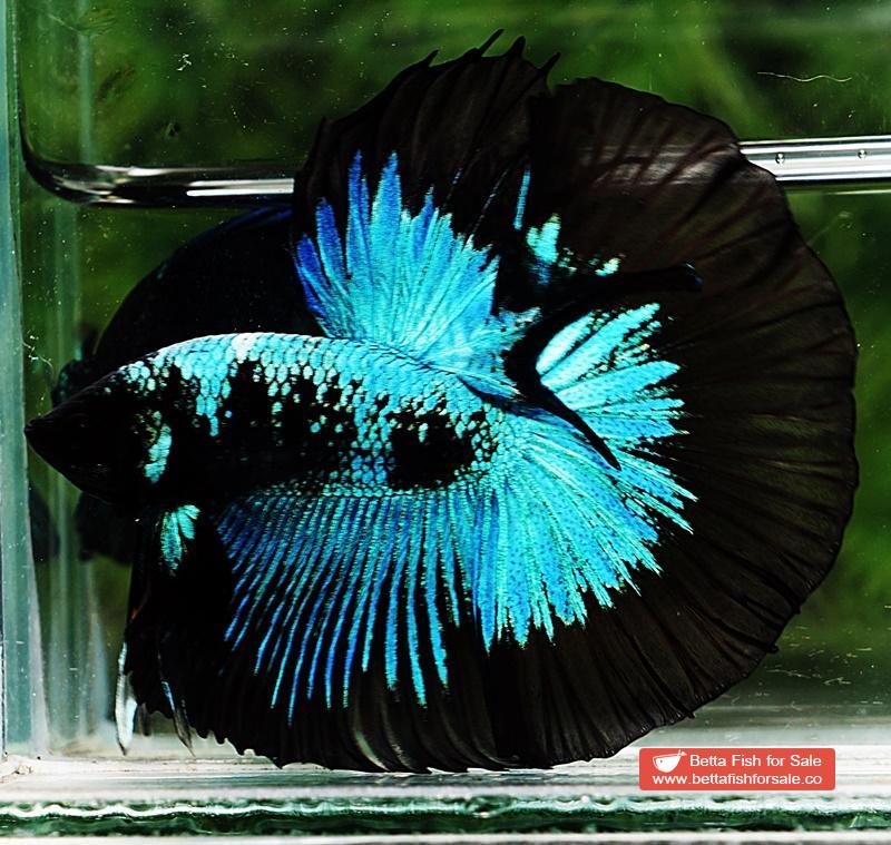 Betta fish HM King Blue Black Star Avatar Black Ring (Rare) - Image 4