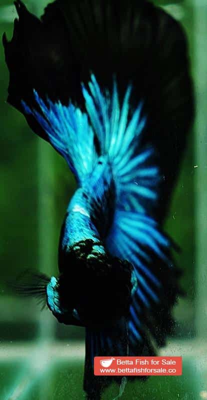 Betta fish HM King Blue Black Star Avatar Black Ring (Rare) - Image 7