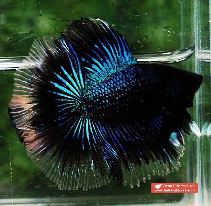 Betta fish DTHM Blue Black Light Orchid - Image 2