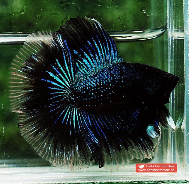 Betta fish DTHM Blue Black Light Orchid - Image 4