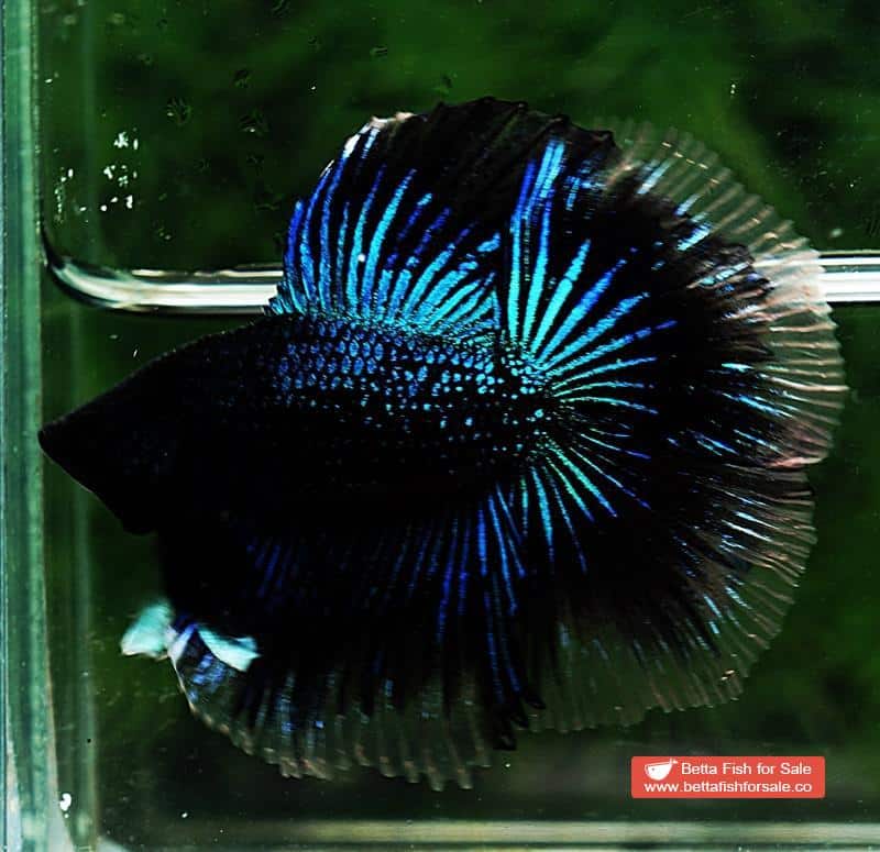 Betta fish DTHM Blue Black Light Orchid - Image 5