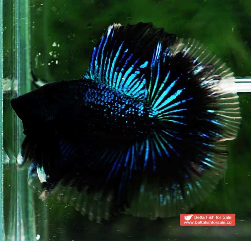 Betta fish DTHM Blue Black Light Orchid - Image 3