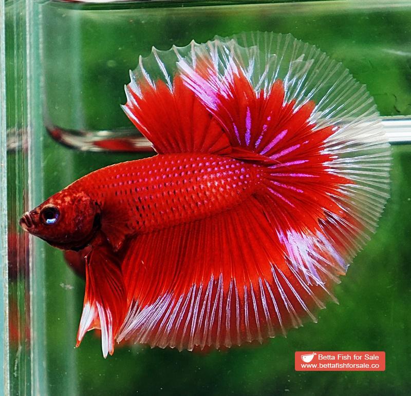 Betta fish OHM Red Ruby Butterfly Sky Hawk - Image 4