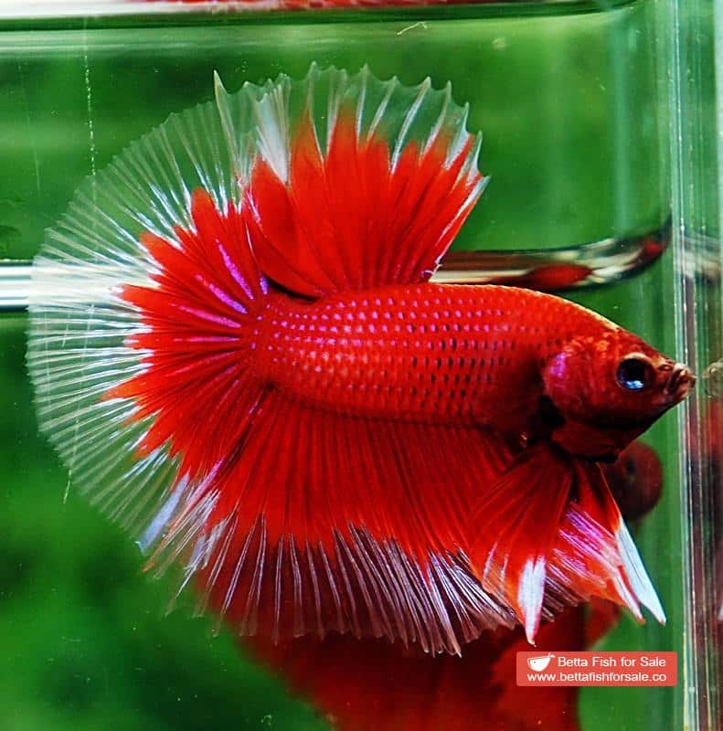 Betta fish OHM Red Ruby Butterfly Sky Hawk - Image 3