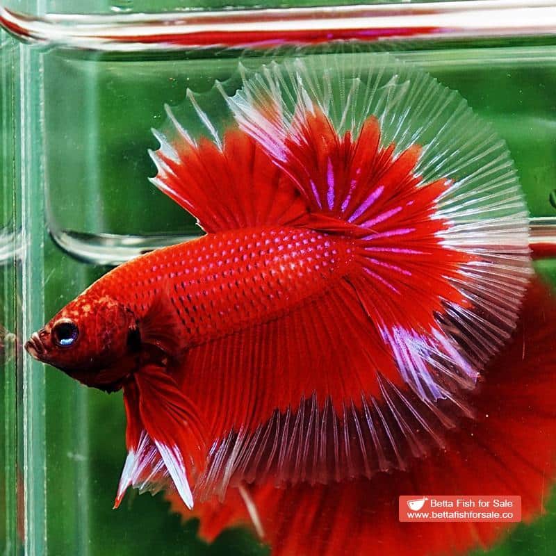 Betta fish OHM Red Ruby Butterfly Sky Hawk - Image 2