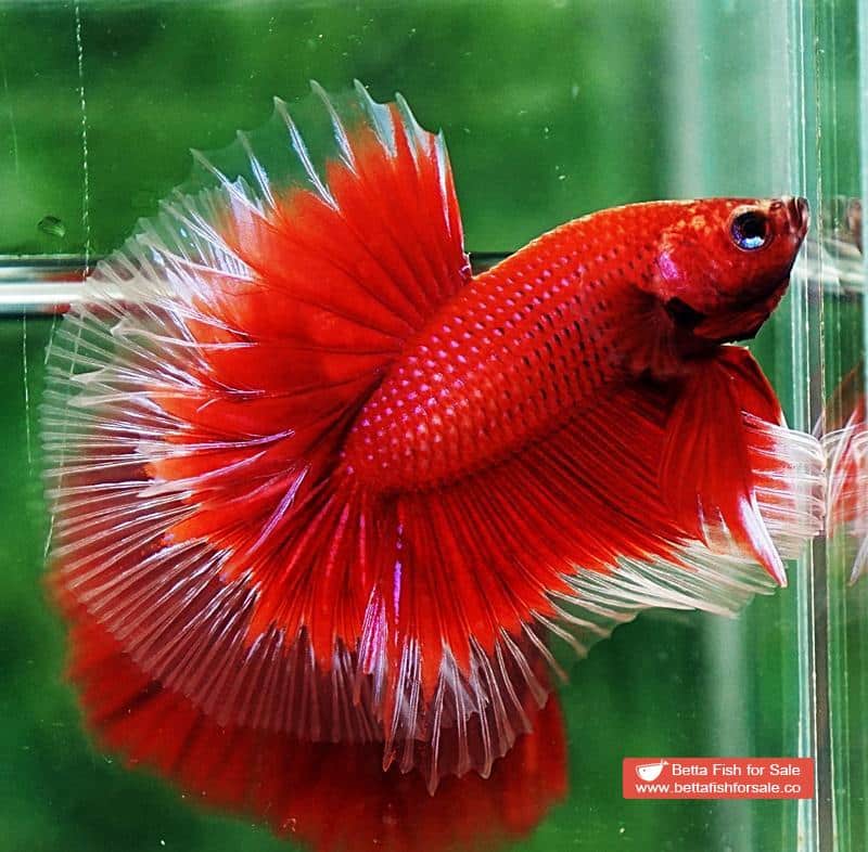 Betta fish OHM Red Ruby Butterfly Sky Hawk - Image 6