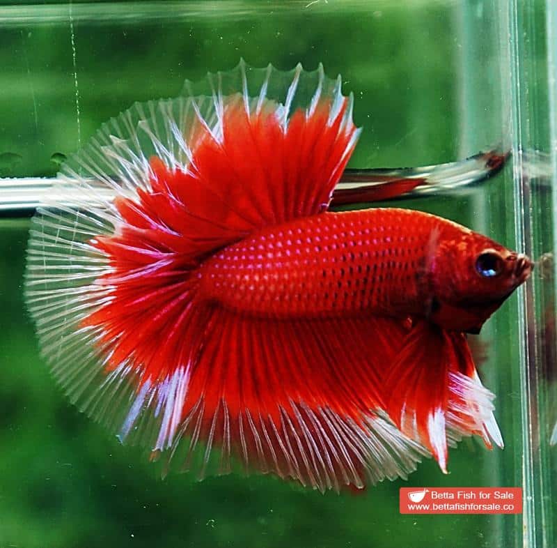 Betta fish OHM Red Ruby Butterfly Sky Hawk - Image 5