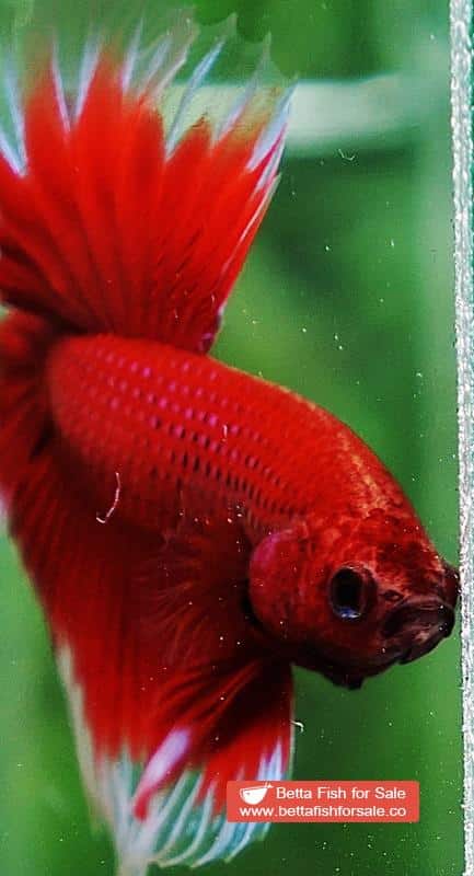 Betta fish OHM Red Ruby Butterfly Sky Hawk - Image 7