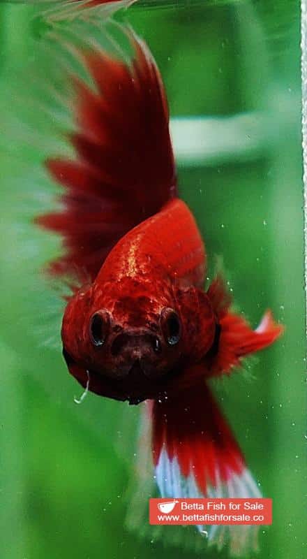 Betta fish OHM Red Ruby Butterfly Sky Hawk - Image 8