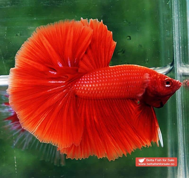 Betta fish OHM Super Red Sky Hawk - Image 3