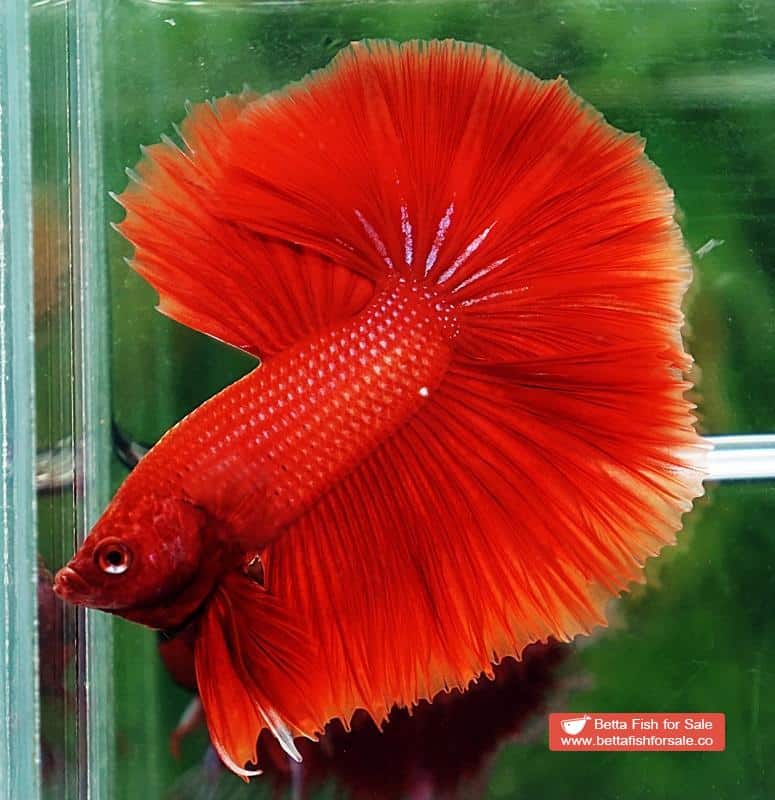 Betta fish OHM Super Red Sky Hawk - Image 2