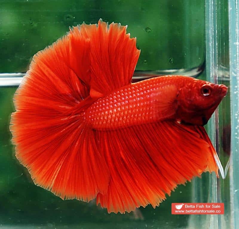 Betta fish OHM Super Red Sky Hawk - Image 5