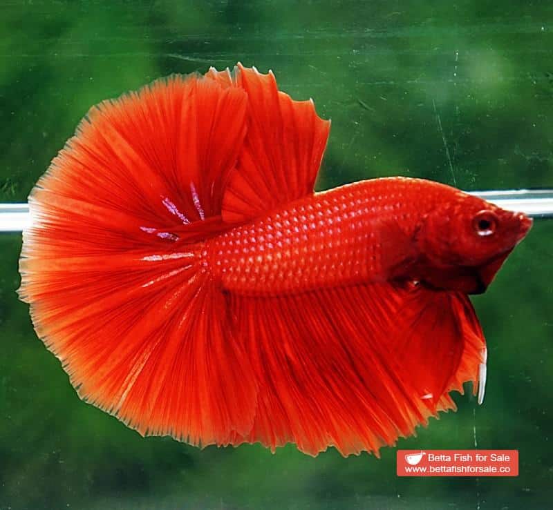 Betta fish OHM Super Red Sky Hawk - Image 6