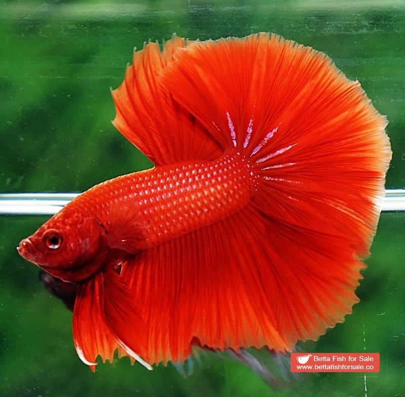 Betta fish OHM Super Red Sky Hawk - Image 4